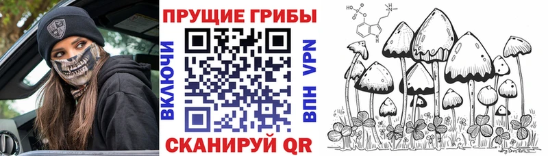 Купить где Изобильный Галлюциногенные грибы мицелий